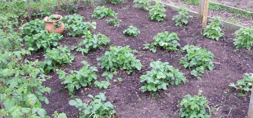 On the left and right of the fruit cage are the rasps. The strawbs are in the middle. 
